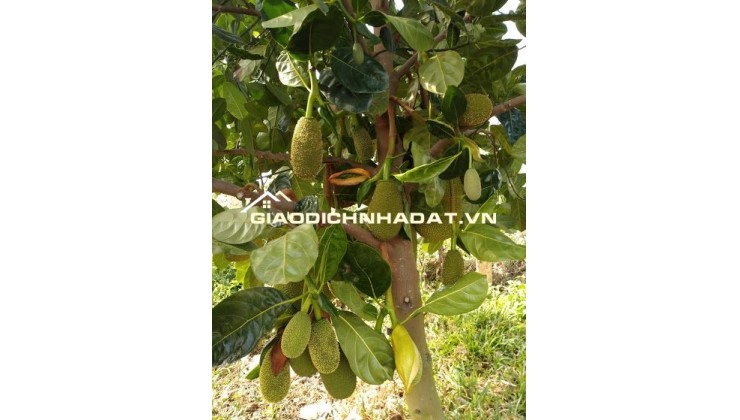 Chỉ 599Tr Đã sở Hữu Ngay Vườn Mít Tại Phú Túc, Cách TPHCM Chỉ Hơn 70P Di Chuyển